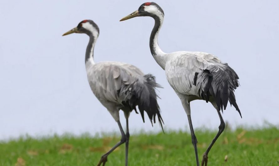 7 symbolic meanings of dreaming of cranes