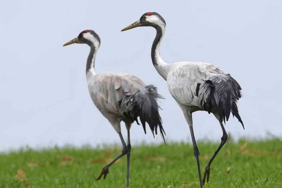7 symbolic meanings of dreaming of cranes