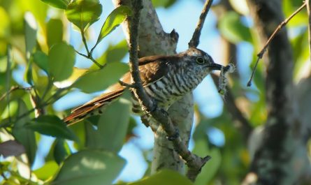 7 symbolic meanings of dreaming of cuckoo