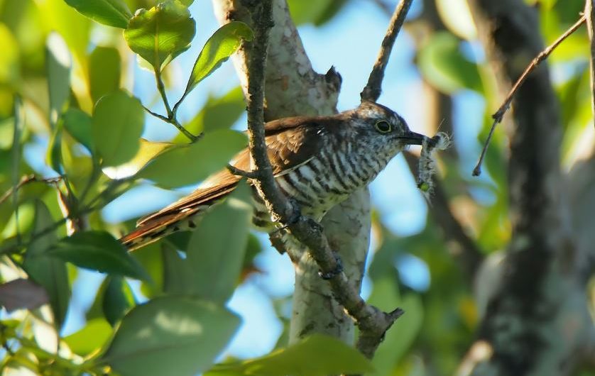 7 symbolic meanings of dreaming of cuckoo
