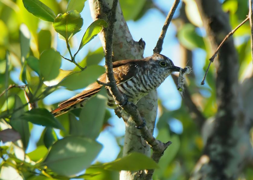 7 symbolic meanings of dreaming of cuckoo