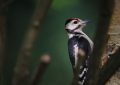 6 symbolic meanings of dreaming of woodpeckers