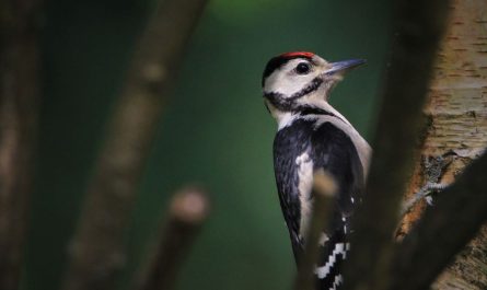 6 symbolic meanings of dreaming of woodpeckers