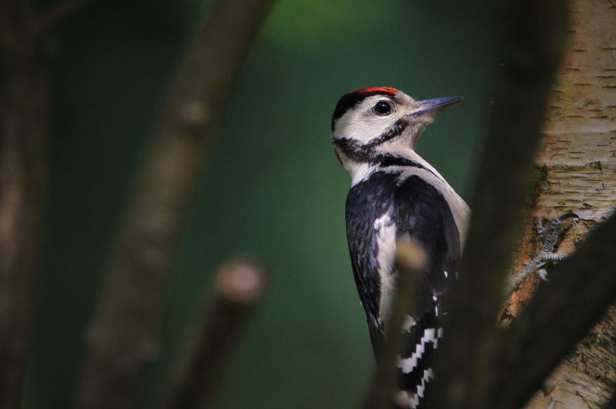 6 symbolic meanings of dreaming of woodpeckers