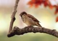 9 symbolic meanings of dreaming of sparrows