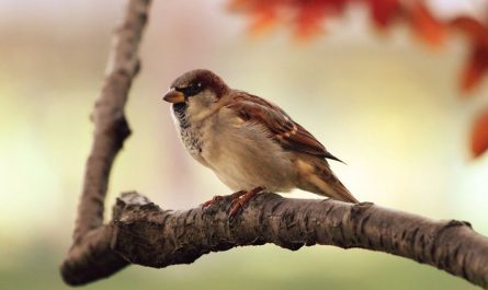 9 symbolic meanings of dreaming of sparrows