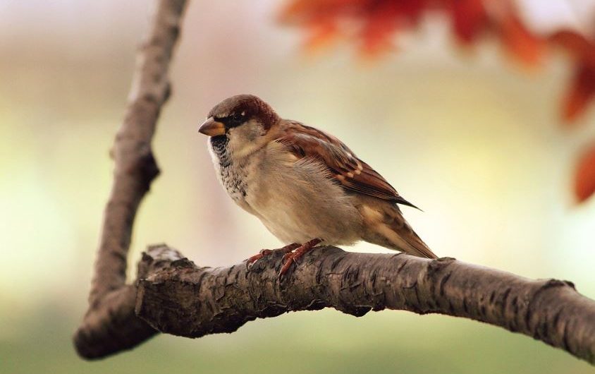 9 symbolic meanings of dreaming of sparrows
