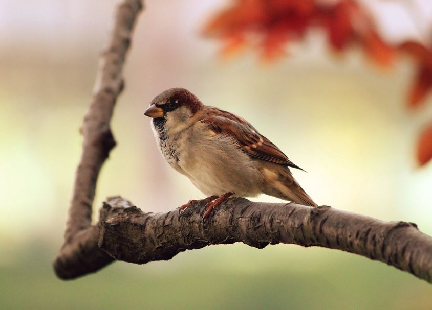 9 symbolic meanings of dreaming of sparrows