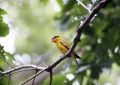 6 symbolic meanings of dreaming of oriole Bird