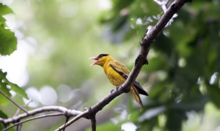 6 symbolic meanings of dreaming of oriole Bird
