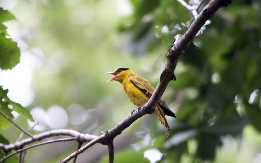6 symbolic meanings of dreaming of oriole Bird