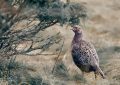 8 symbolic meanings of dreaming of a wild chicken