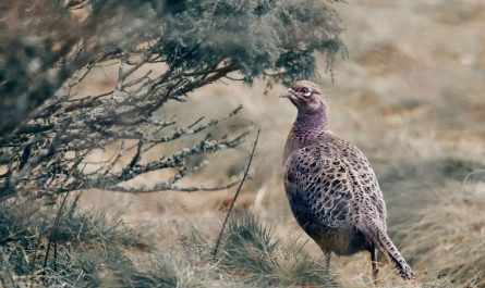 8 symbolic meanings of dreaming of a wild chicken