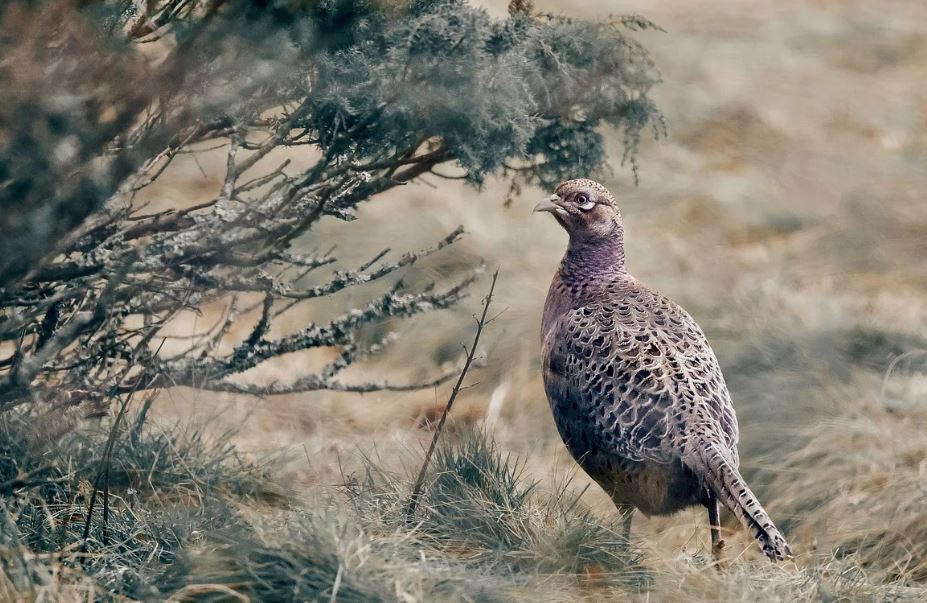 8 symbolic meanings of dreaming of a wild chicken