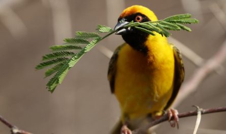 7 symbolic meanings of dreaming of a yellow bird