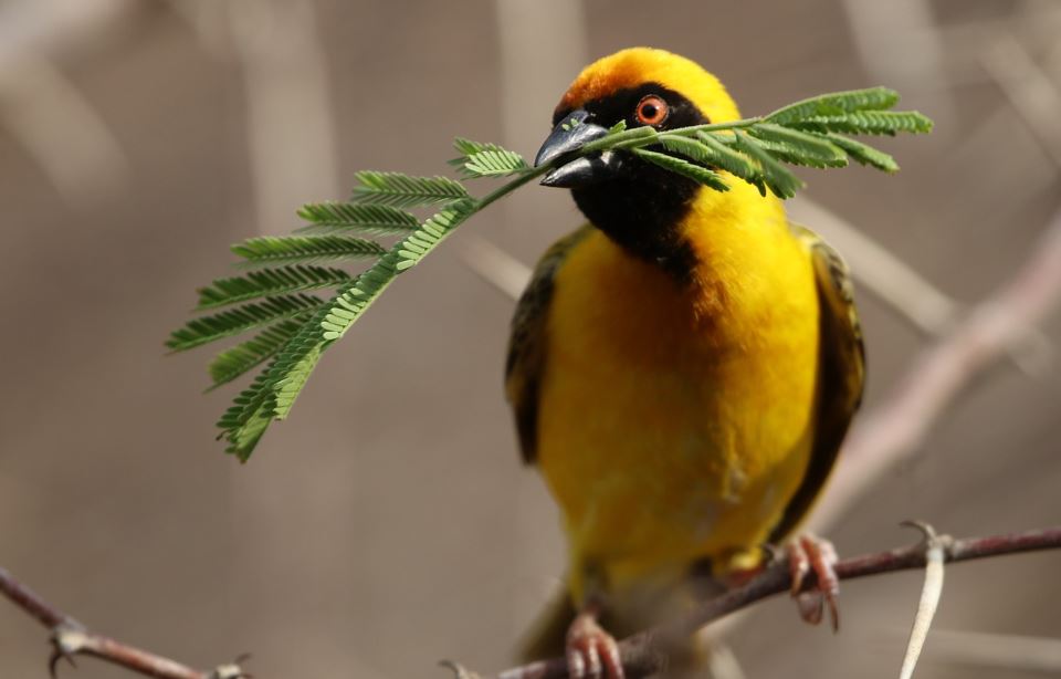 7 symbolic meanings of dreaming of a yellow bird