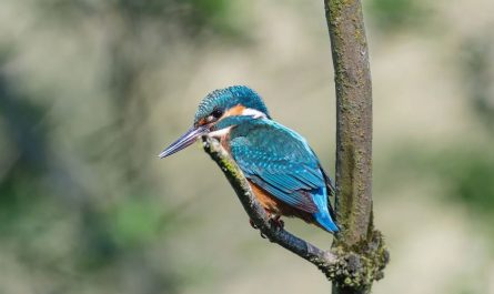 7 Symbolic Meanings of Dreaming of Bluebird