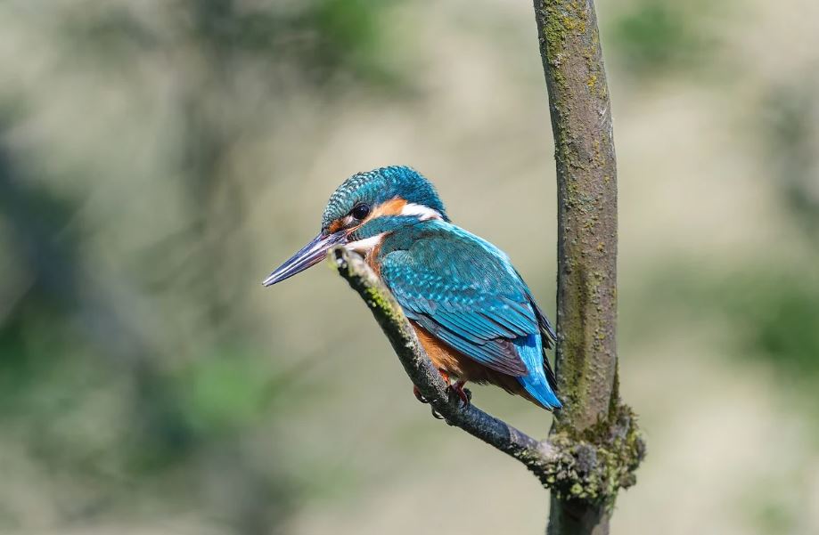 7 Symbolic Meanings of Dreaming of Bluebird