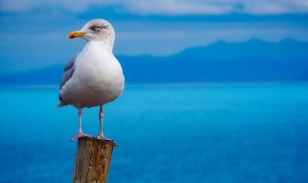 7 symbolic meanings of dreaming of a white bird