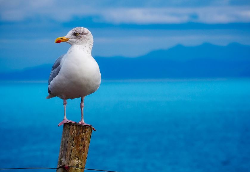 7 symbolic meanings of dreaming of a white bird