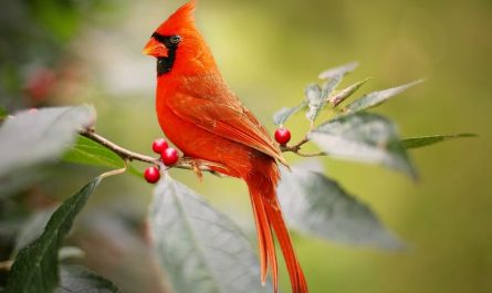 7 symbolic meanings of dreaming of a red bird