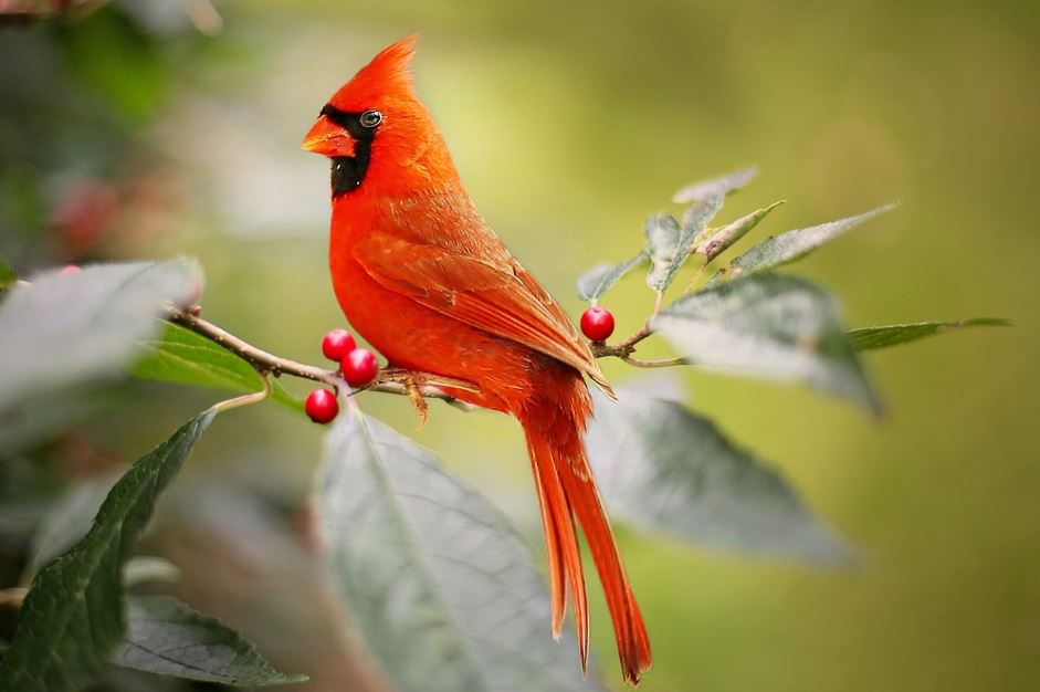 7 symbolic meanings of dreaming of a red bird