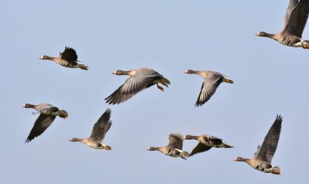 7 symbolic meanings of dreaming of goose