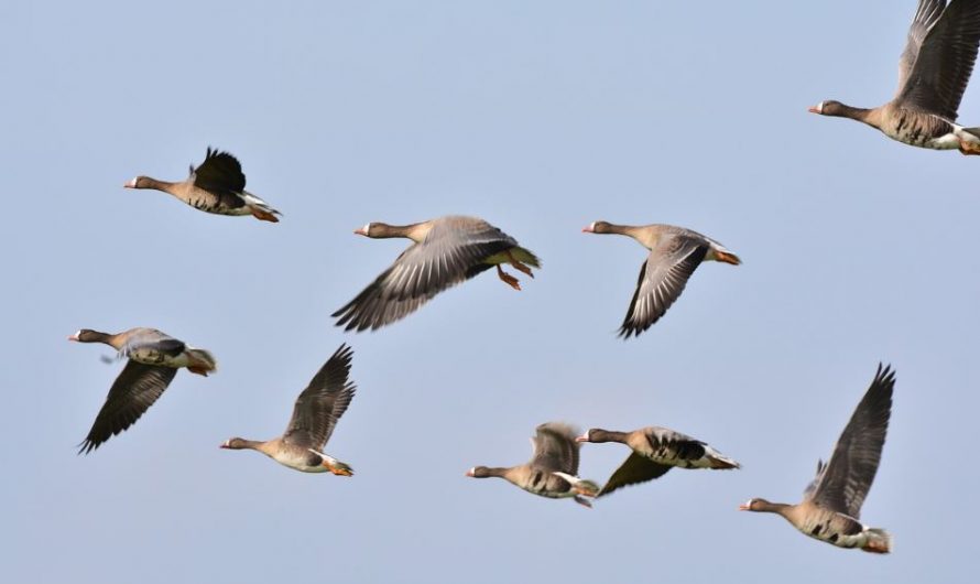 7 symbolic meanings of dreaming of goose