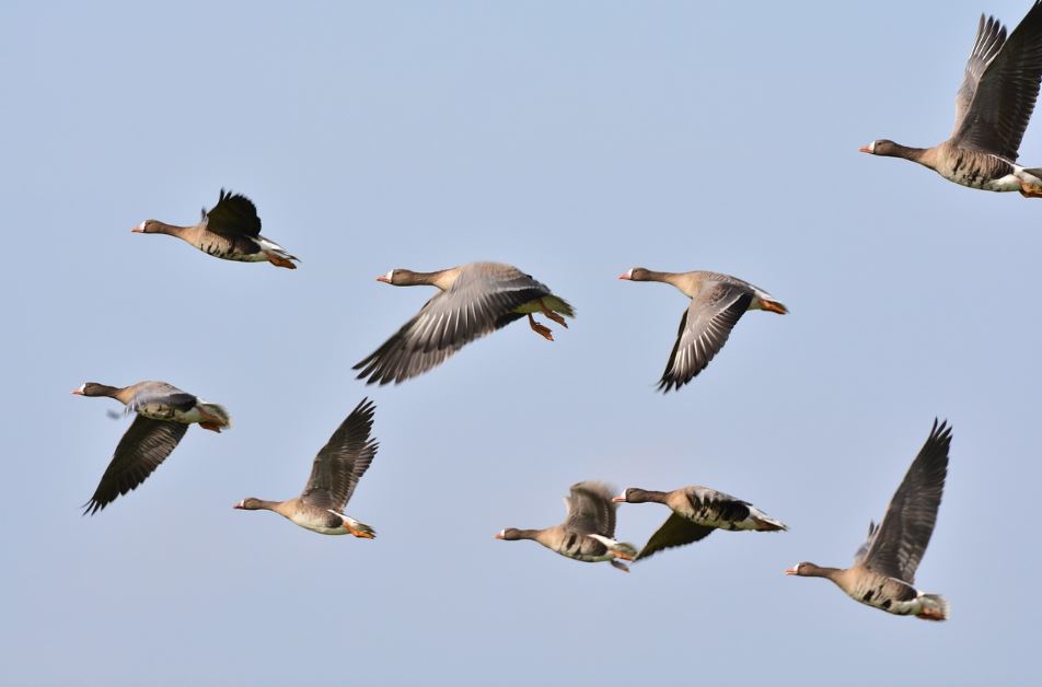 7 symbolic meanings of dreaming of goose