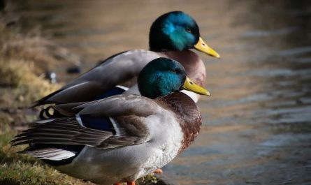 6 symbolic meanings of dreaming of wild ducks