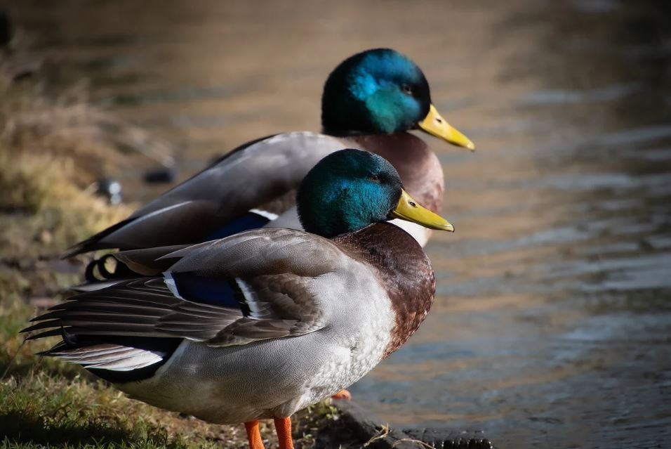 6 symbolic meanings of dreaming of wild ducks