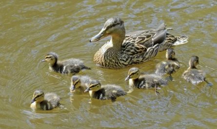 5 symbolic meanings of dreaming of a group of ducks