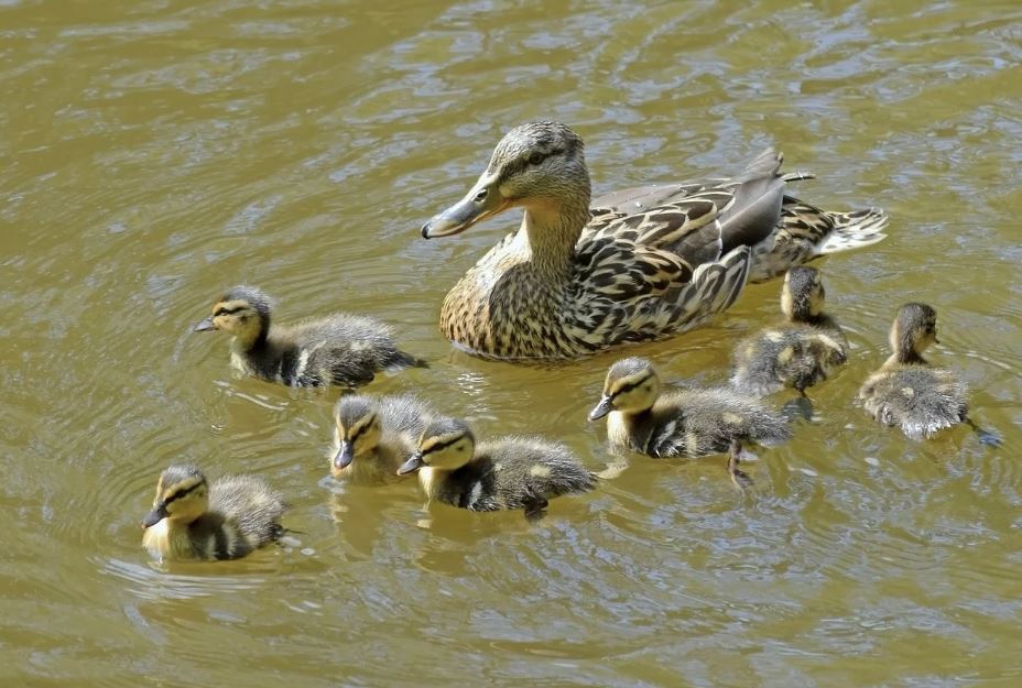 5 symbolic meanings of dreaming of a group of ducks