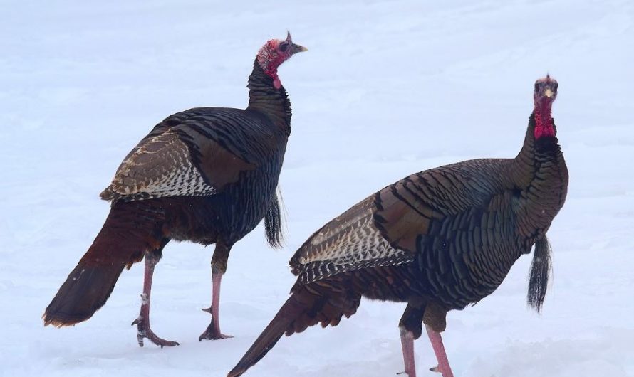 7 symbolic meanings of dreaming of a turkey