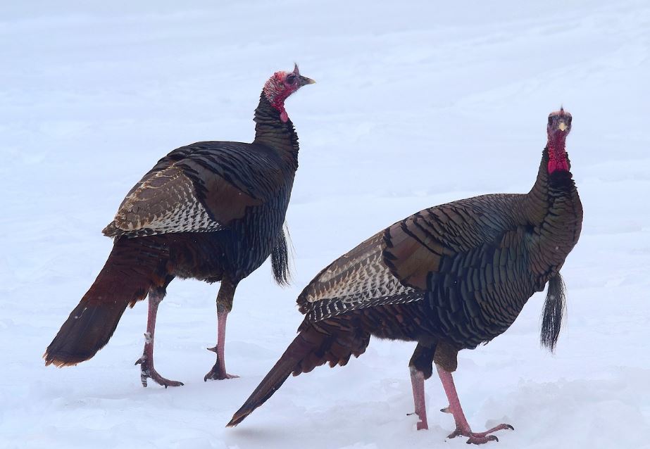 7 symbolic meanings of dreaming of a turkey