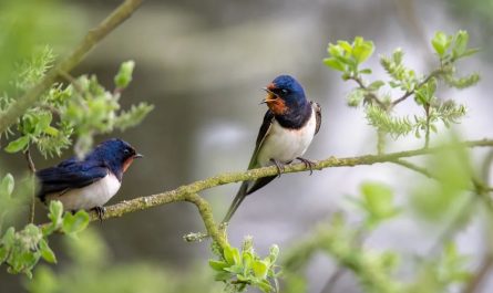 10 symbolic meanings of dreaming of swallows