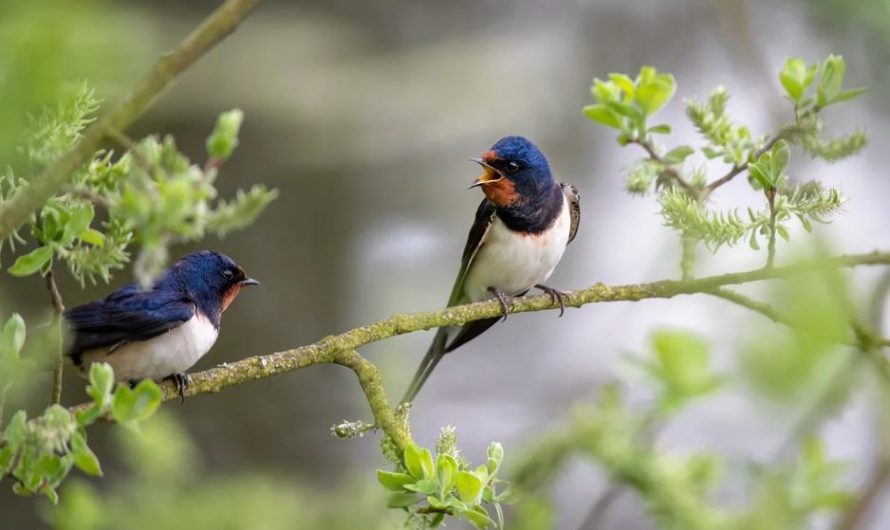 10 symbolic meanings of dreaming of swallows