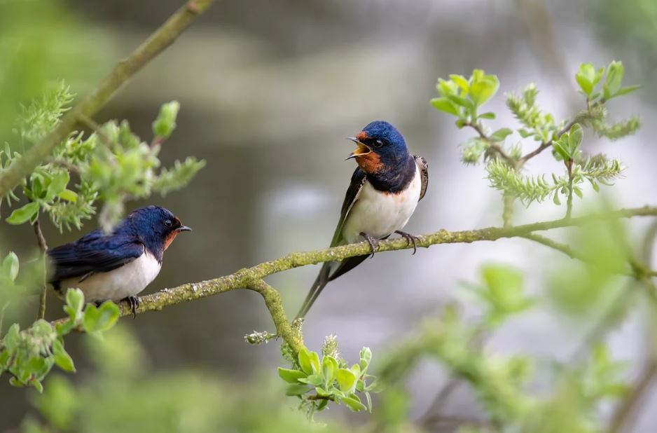 10 symbolic meanings of dreaming of swallows