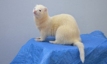 6 symbolic meanings of dreaming of ferrets