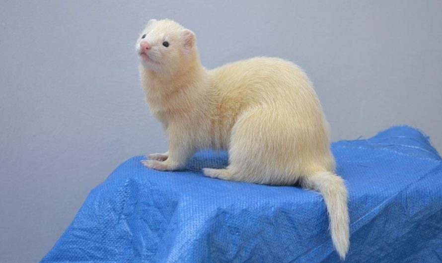 6 symbolic meanings of dreaming of ferrets