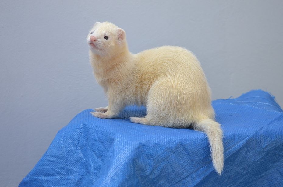 6 symbolic meanings of dreaming of ferrets