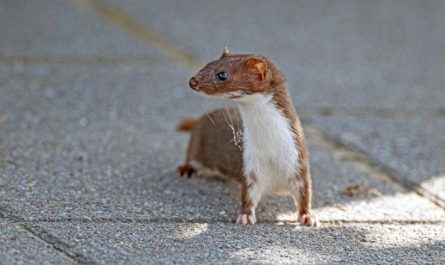 10 Symbolic Meanings of Dreaming of a Weasel