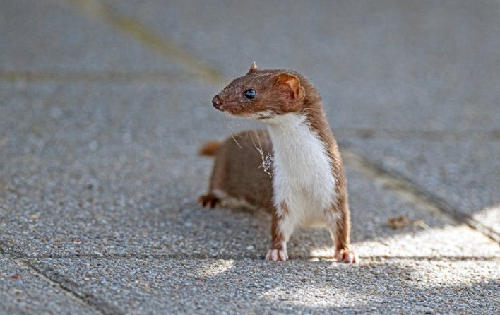 10 Symbolic Meanings of Dreaming of a Weasel