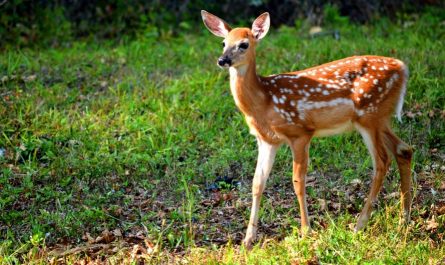 7 symbolic meanings of dreaming of a sika deer