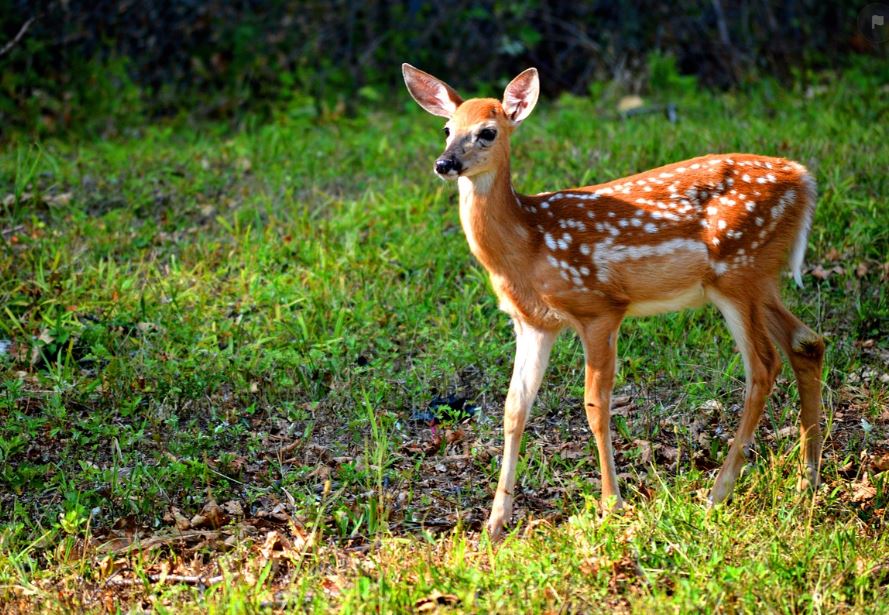 7 symbolic meanings of dreaming of a sika deer