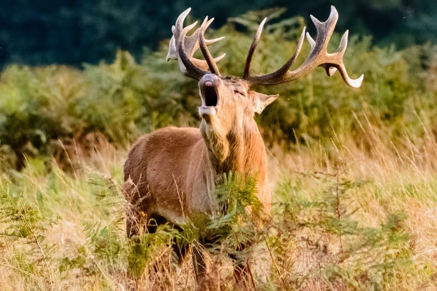6 symbolic meanings of dreaming of a moose