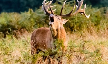 7 symbolic meanings of dreaming of a fawn