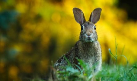 7 symbolic meanings of dreaming of a hare