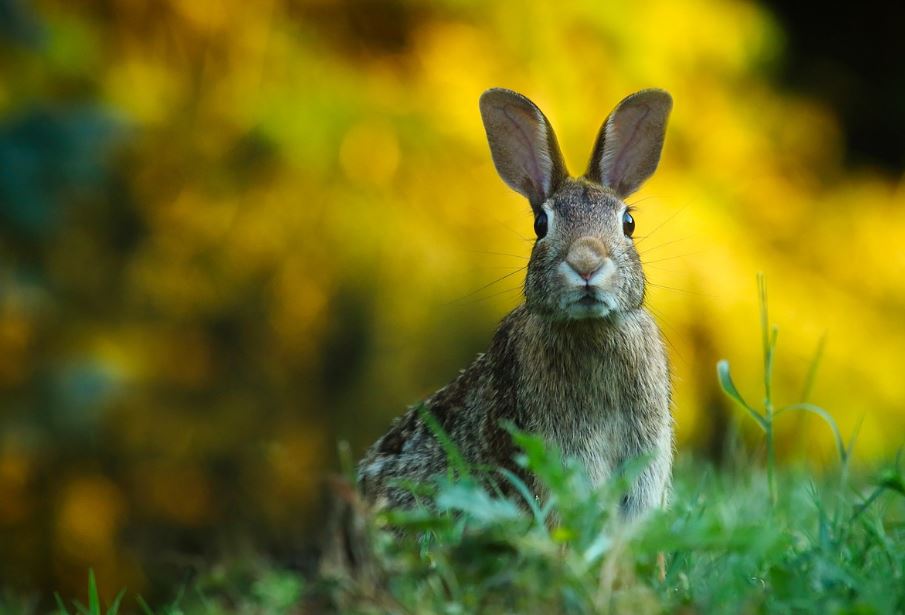 7 symbolic meanings of dreaming of a hare