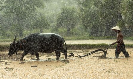 7 symbolic meanings of dreaming of a buffalo